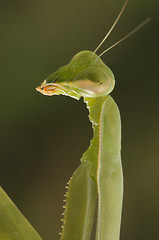 Image showing Praying Mantis