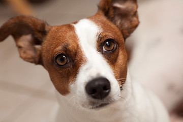 Image showing Jack Russell Terrier Puppy Portrait