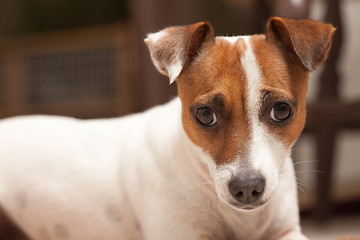 Image showing Jack Russell Terrier Puppy Portrait