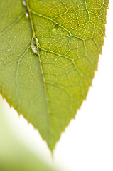 Image showing Close Up Leaf & Water Drops