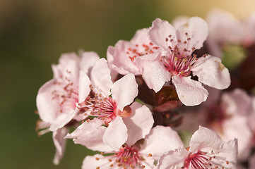 Image showing Early Spring Pink Tree Blossoms