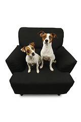 Image showing Two Jack Russell Terriers on a black chair