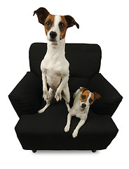 Image showing Two Jack Russell Terriers on a black chair