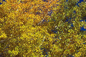 Image showing Colorful Aspen Pines 