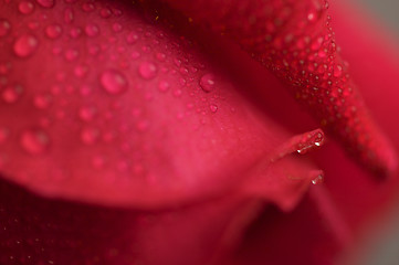 Image showing Macro Red Rose Blossom