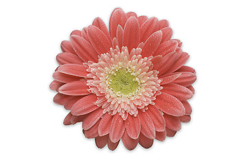 Image showing Pink Gerber Daisy Isolated