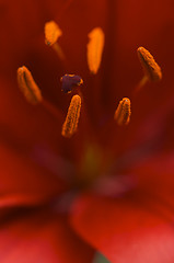 Image showing Beautiful Asiatic Lily Bloom Anthers
