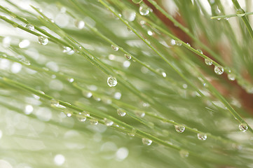 Image showing Water Drops on Pine Needles