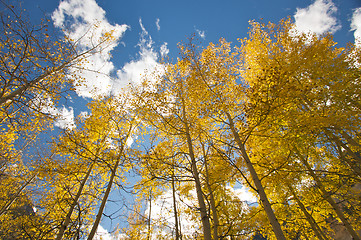 Image showing Colorful Aspen Pines