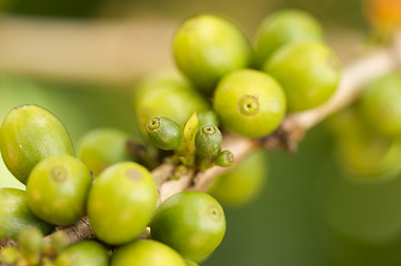 Image showing Coffee Beans on the Branch