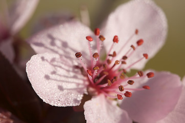 Image showing Early Spring Pink Tree Blossoms