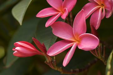 Image showing Pink Plumeria Flowers