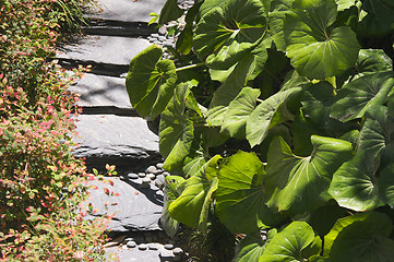 Image showing Lush Green Garden