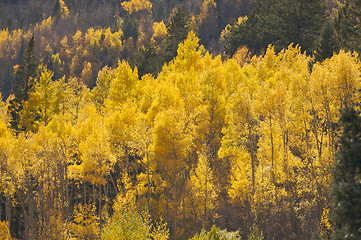 Image showing Aspen Pines Changing Color