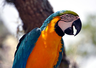 Image showing Colorful parrot.