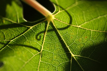 Image showing Beautiful Grape Leaf