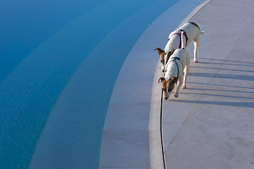 Image showing Poolside Dog Patrol