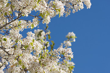 Image showing Spring Flowering Tree Blossom