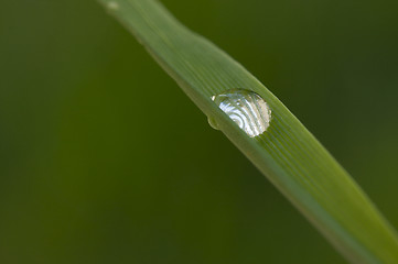 Image showing Drop on Blade of Grass