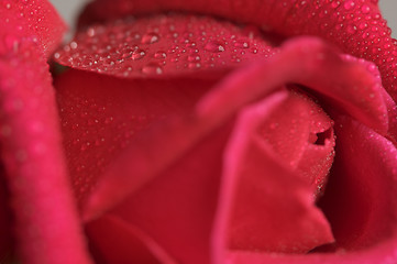 Image showing Macro Red Rose Blossom