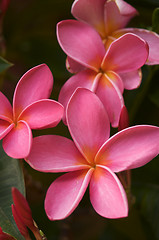 Image showing Pink Plumeria Flowers