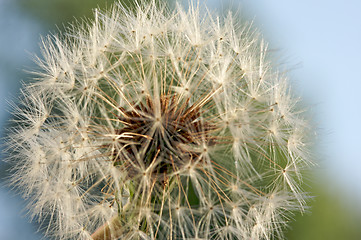 Image showing Dandelion Macro Shot