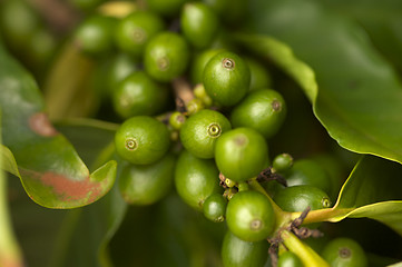 Image showing Coffee Beans on the Branch