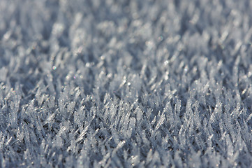 Image showing Morning Frost Crystals