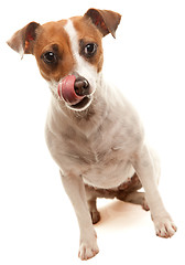 Image showing Portait of an Adorable Jack Russell Terrier