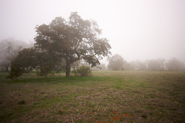 Image showing Foggy Countryside and Oak Trees