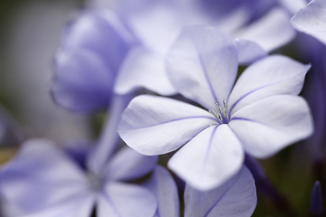 Image showing Purple Spring Flower Blossom