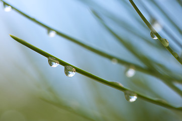 Image showing Water Drops on Pine Needles