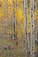 Image showing Aspen Pines Changing Color