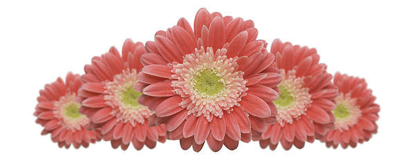 Image showing Gerber Daisy Row