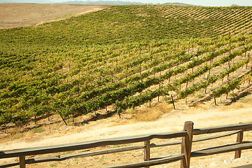 Image showing Beautiful Wine Vineyard