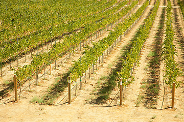 Image showing Beautiful Wine Vineyard