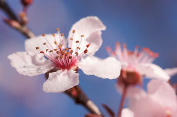 Image showing Early Spring Pink Tree Blossoms