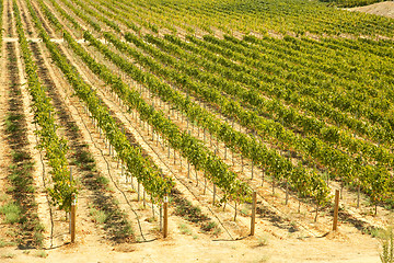 Image showing Beautiful Wine Vineyard