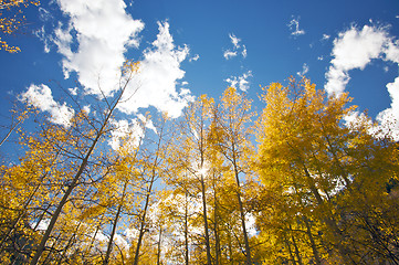 Image showing Colorful Aspen Pines