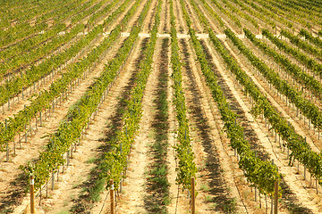 Image showing Beautiful Wine Vineyard