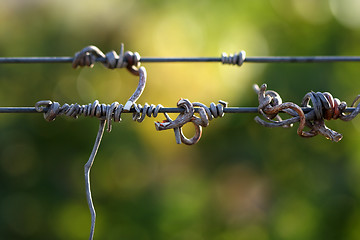 Image showing Grapes & Vines