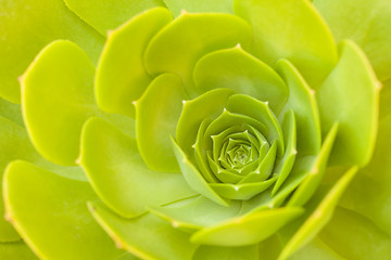 Image showing Beautiful Succulent Abstract