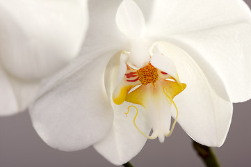 Image showing Macro Orchid Flower Blossom