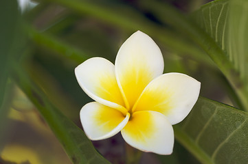 Image showing Yellow Plumeria Flowers