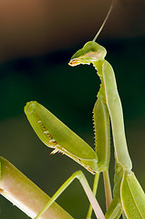 Image showing Praying Mantis