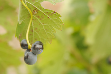 Image showing Grapes & Vines