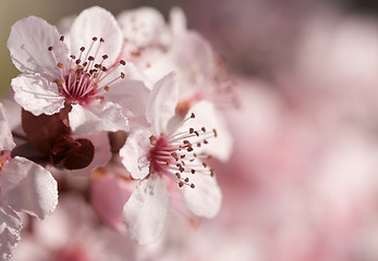 Image showing Early Spring Pink Tree Blossoms