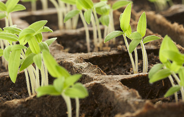 Image showing Sprouting Plants