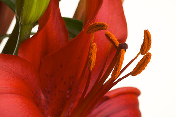 Image showing Beautiful Asiatic Lily Bloom