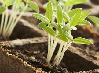 Image showing Sprouting Plants